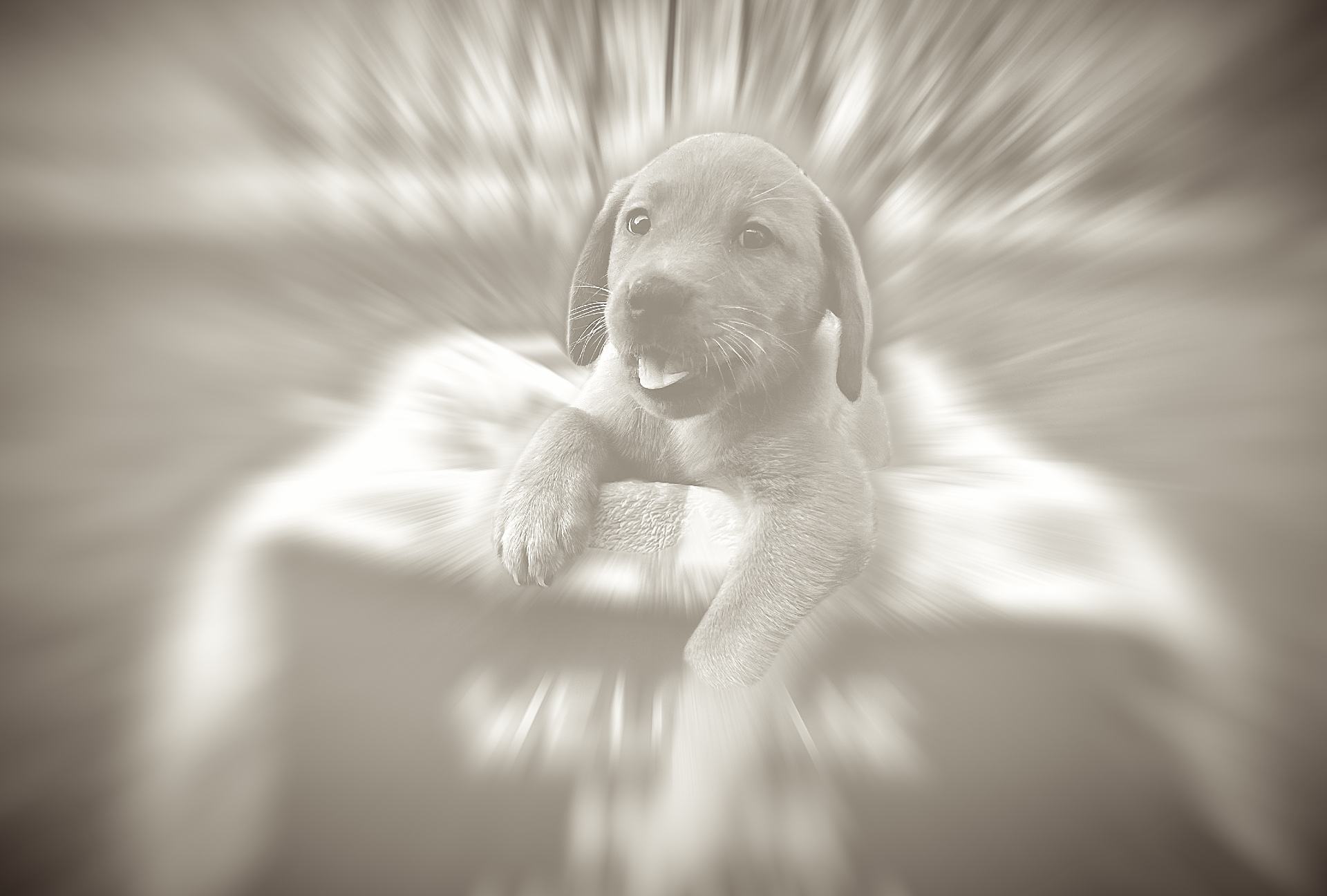 Do Dogs Go to Heaven? C.S. Lewis’s Lens on Souls and Salvation